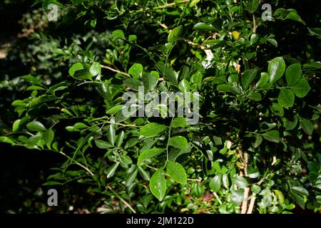 Murraya paniculata fresh leaves Stock Photo