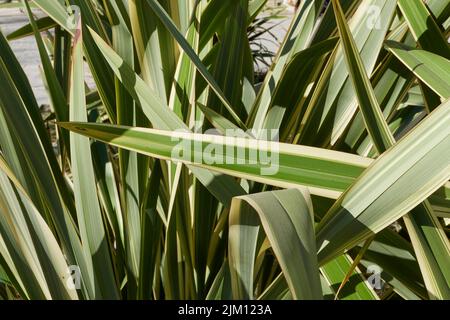 Phormium tenax variegatum Stock Photo