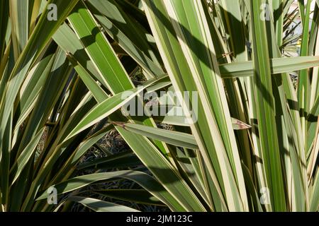 Phormium tenax variegatum Stock Photo