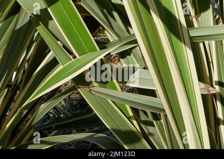 Phormium tenax variegatum Stock Photo