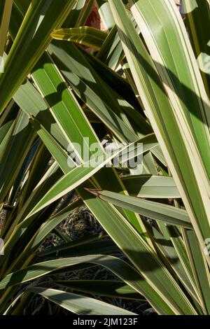 Phormium tenax variegatum Stock Photo