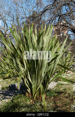 Phormium tenax variegatum Stock Photo