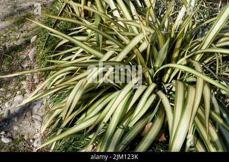 Phormium tenax variegatum Stock Photo