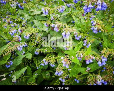 Flowers of comfrey after rain. Selective focus with shallow depth of field. Stock Photo