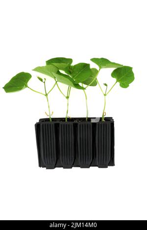 Runner bean plants in root trainer plastic seed tray. Develops strong root growth prior to planting out. Upright module in black plastic on white. Stock Photo
