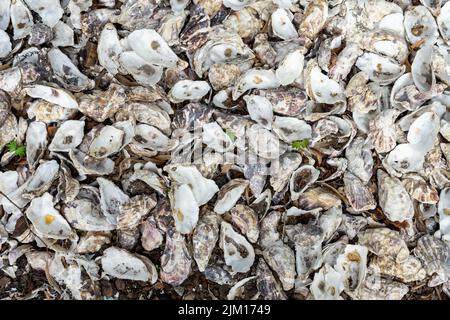 Many identical sea shells. Sea background with copy space. Stock Photo