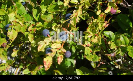 Close up picture of wild blueberries in the nature of Norway Stock Photo