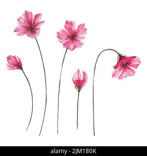 Buds and blooming pink flowers, watercolor cosmos flowers illustration. Stock Vector