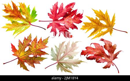 Six autumn maple leaves of different colors isolated on white background. Clipping path. Stock Photo