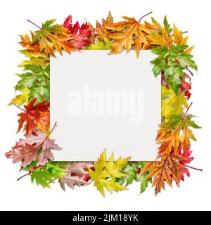 Square sheet of watercolor texture paper among colorful autumn maple leaves isolated on white background. Stock Photo