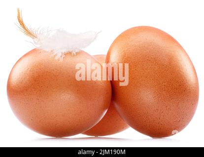Brown chicken eggs with chicken feather isolated on white background. Stock Photo
