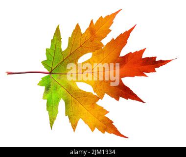 One autumn maple leaf with rainbow colors isolated on white background. Clipping path. Stock Photo