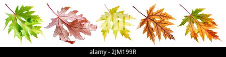 Five autumn maple leaves of different colors isolated on white background. Clipping path. Stock Photo