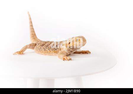 The eastern bearded dragon, bearded dragon or simply bearded lizard isolated on white background Stock Photo