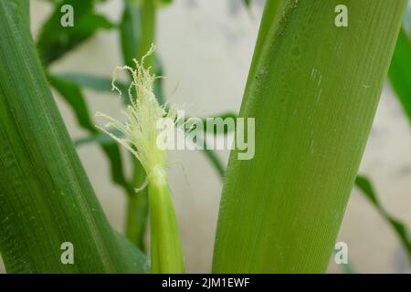 Selective focus of newly emerging corn silk. Silk emergence on corn plant. Stock Photo