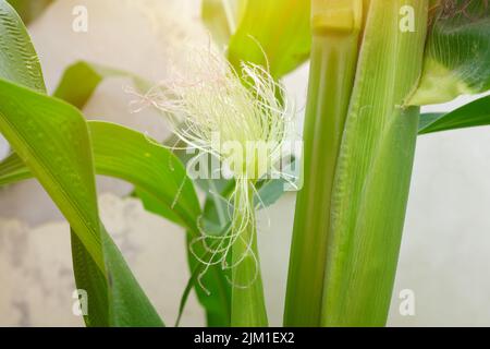 Selective focus of newly emerging corn silk. Silk emergence on corn plant. Stock Photo