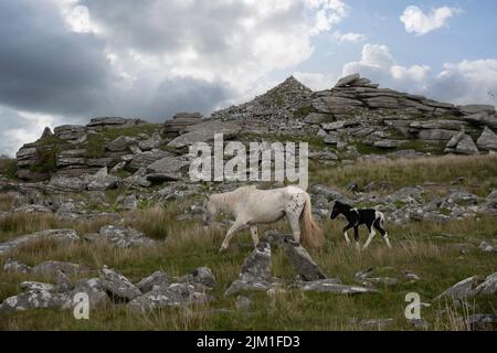 Ponies, Roughtor, Bodmin Moor, Cornwall Stock Photo