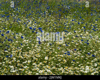 White daisies and blue cornflowers in a meadow Stock Photo