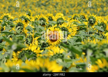 Photograph of a blooming sunflower field, selective flocus Stock Photo