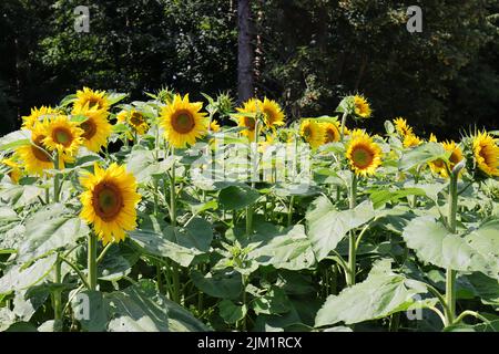 sunlit blooming sunflowers against a dark natural background Stock Photo