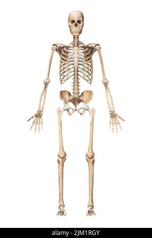 Anterior or front view of accurate human skeletal system with skeleton bones of adult male isolated on white background 3D rendering illustration. Ana Stock Photo