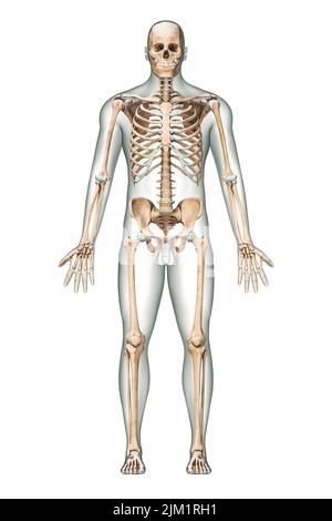 Anterior view of accurate human skeletal system with skeleton bones and adult male body isolated on white background 3D rendering illustration. Anatom Stock Photo