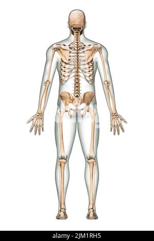 Posterior or back view of accurate human skeletal system with skeleton bones and adult male body isolated on white background 3D rendering illustratio Stock Photo