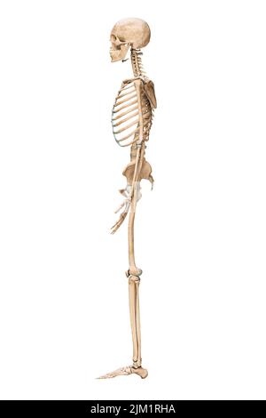 Lateral or profile view of accurate human skeletal system with skeleton bones of adult male isolated on white background 3D rendering illustration. An Stock Photo