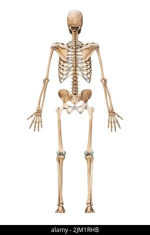 Posterior or back view of accurate human skeletal system with skeleton bones of adult male isolated on white background 3D rendering illustration. Ana Stock Photo