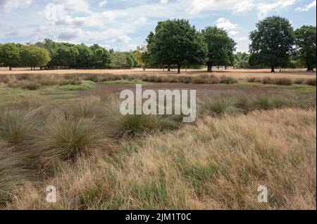 Richmond Park, London, UK. 4 August 2022. Dried out pond in Richmond Park. Drought conditions continue around London and the South East of England. Grassland in Richmond Park is straw-like after weeks without rain and having endured temperatures of 40 degrees. Hot weather with no rain forecast is currently due to continue in the region till mid August. Credit: Malcolm Park/Alamy Live News Stock Photo