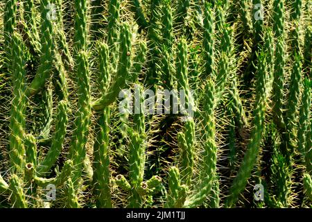 Large wild cactus Austrocylindropuntia subulata exaltata with many branches and with bright spines against the light. Horizontal image Stock Photo