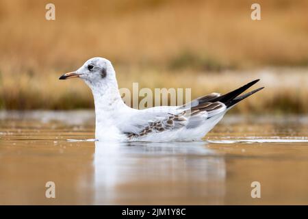 Close-up of a swimming black headed gull with a beautiful orange background on a sunny day during springtime Stock Photo