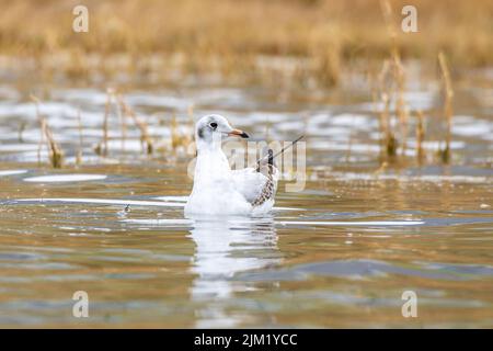 Close-up of a swimming black headed gull with a beautiful orange background on a sunny day during springtime Stock Photo