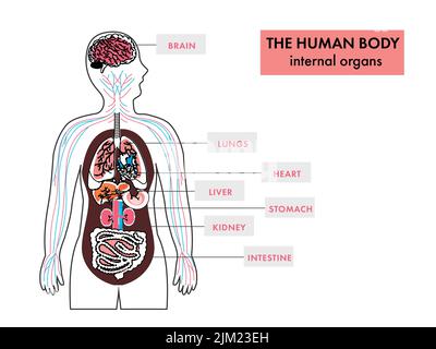 Anatomy Of Human Body Internal Organs Infographics On White Background. Stock Vector