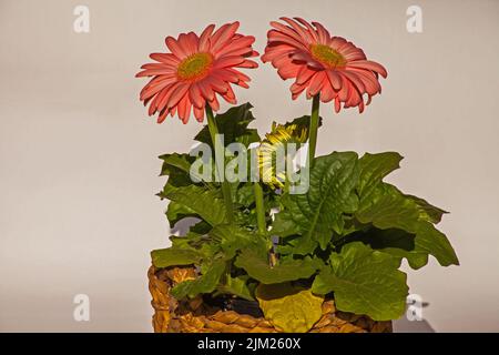Close-up image of the flower of an orange hybrid of Gerbera jamesonii Stock Photo