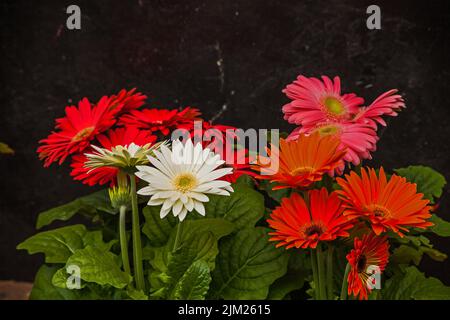 Different colored hybrids of Gerbera jamesonii Stock Photo