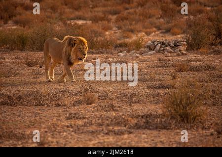 Male Lion (Panthera leo) patrolling his territory in Kgalagadi Trans Frontier National Park, Southern Africa