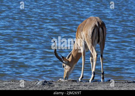 Black-faced impala (Aepyceros melampus petersi), adult male, drinking at waterhole, Etosha National Park, Namibia, Africa Stock Photo