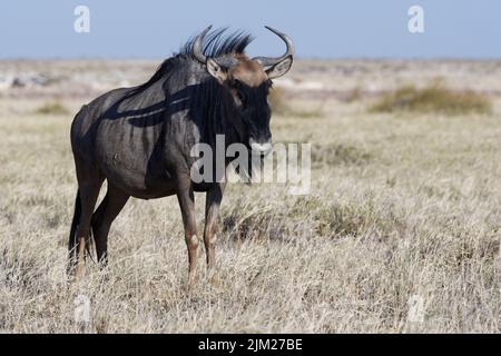 Blue wildebeest (Connochaetes taurinus), adult standing on dry grass, savanna, Etosha National Park, Namibia, Africa Stock Photo