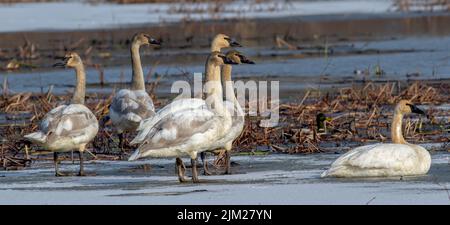 A mix of tundra swans and trumpeter swans standing in the icy marsh of Ottawa National Wildlife refuge in Ohio Stock Photo