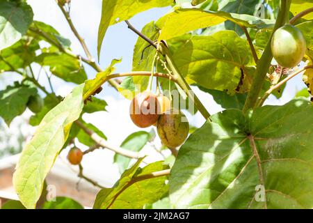 Tree tomato tamarillo exotic fruit - Solanum betaceum Stock Photo