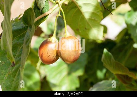 Tree tomato tamarillo exotic fruit - Solanum betaceum Stock Photo