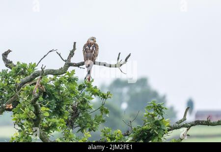 A juvenile red kits perching on a branch in Baildon, West Yorkshire. Stock Photo