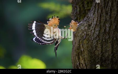 Crested Hoopoe Upupa epops feeds a chick in a natural nest, the best photo. Stock Photo