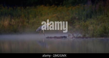 The Gray Heron he walks in the morning mist over the water looking for fish, the best photo. Stock Photo