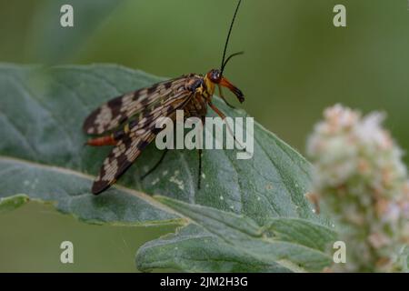 Female Scorpion-fly (Panorpa meridionalis) on a leaf Stock Photo