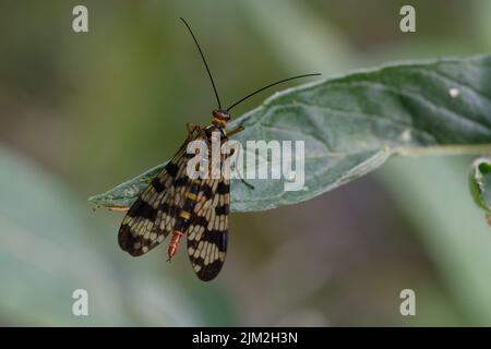 Female Scorpion-fly (Panorpa meridionalis) on a leaf Stock Photo
