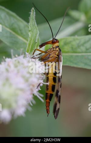 Female Scorpion-fly (Panorpa meridionalis) on a mint flower Stock Photo