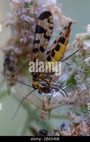 Female Scorpion-fly (Panorpa meridionalis) eating a butterfly Stock Photo