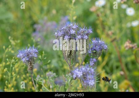 Blooming phacelia (Phacelia tanacetifolia) on a bee-friendly flower meadow. Stock Photo